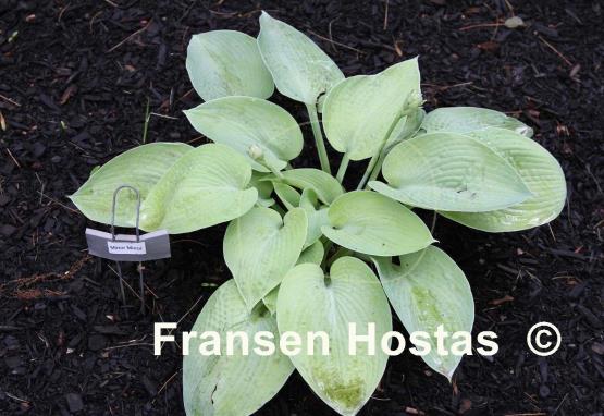 Hosta Mirror Mirror